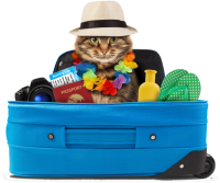 a vvacation kitty 
